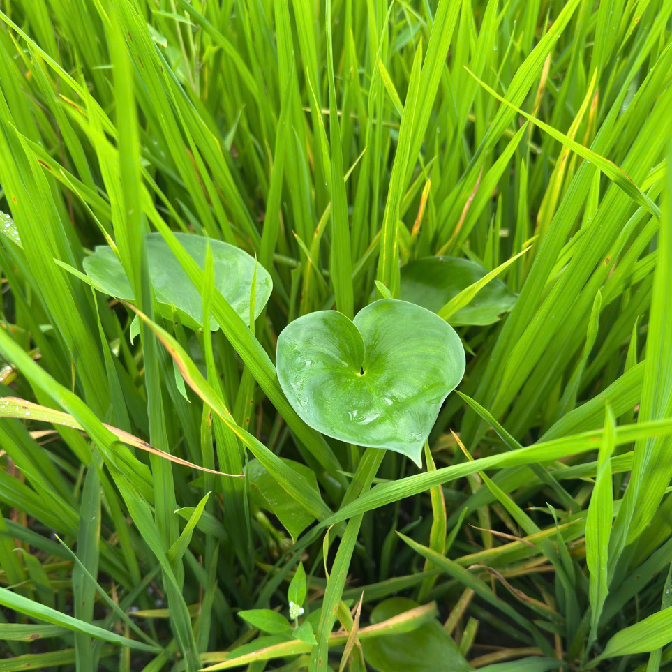cỏ l&aacute; rộng