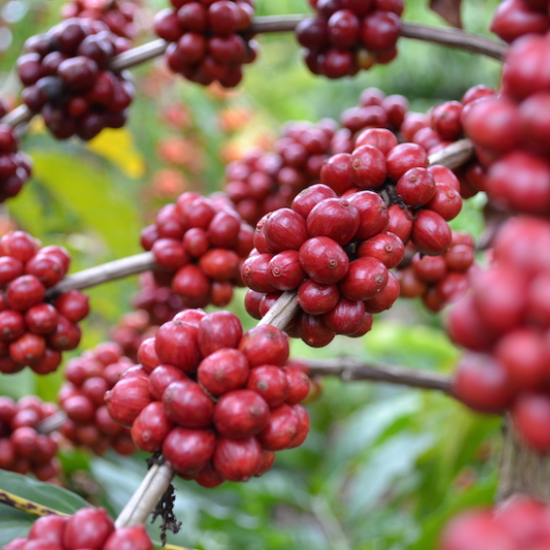 cf