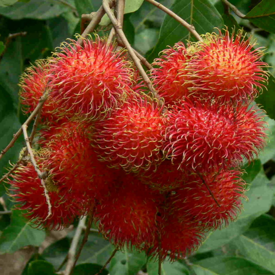 ch&ocirc;m ch&ocirc;m