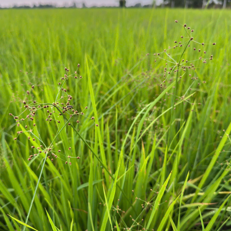 cỏ ch&aacute;c l&aacute;c 2