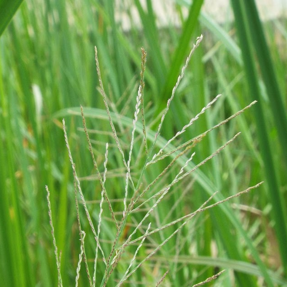 cỏ đu&ocirc;i phụng