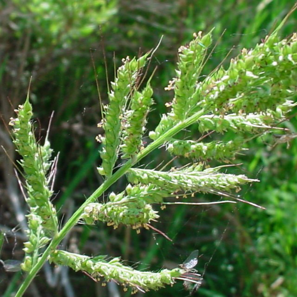 cỏ lồng vực