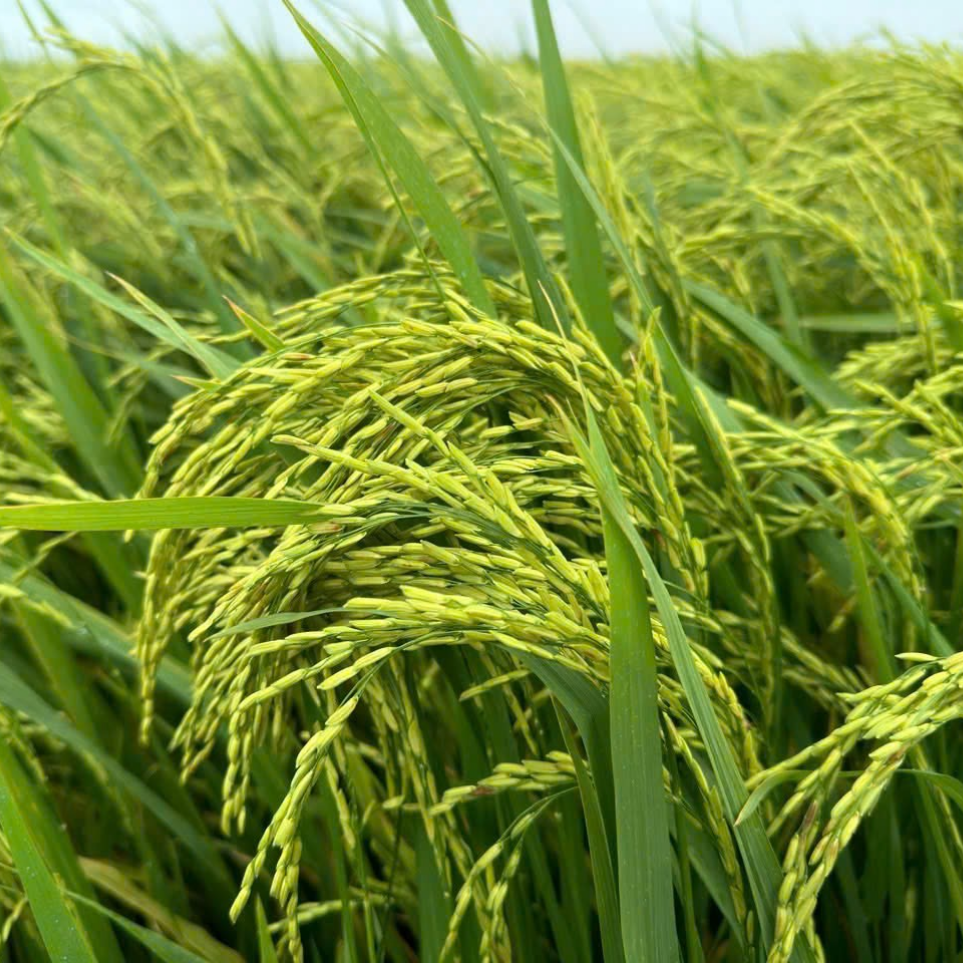 l&uacute;a đẹp
