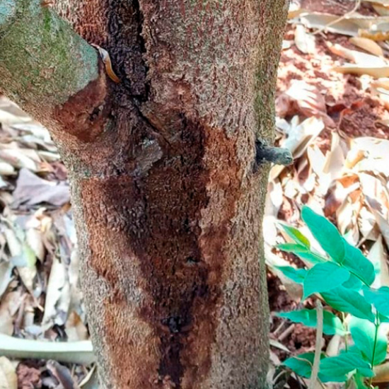 nứt th&acirc;n x&igrave; mủ