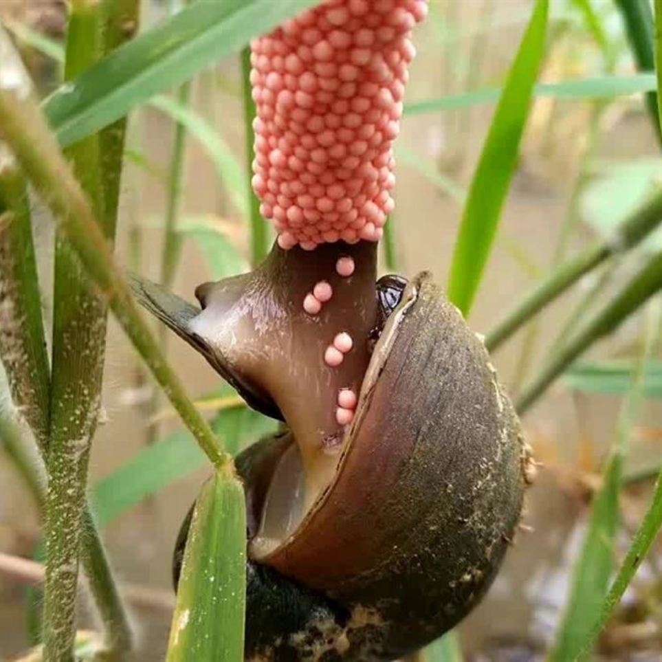ốc bươu v&agrave;ng 2