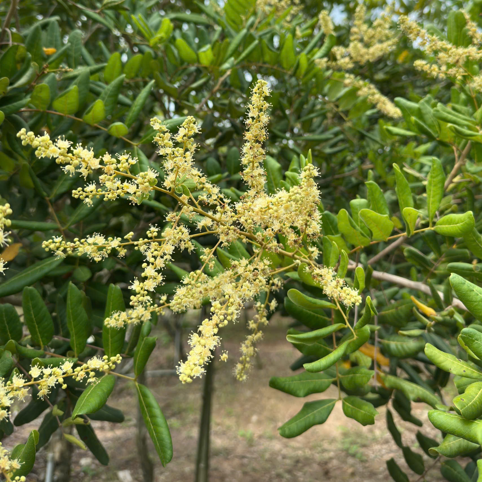 ra b&ocirc;ng 1