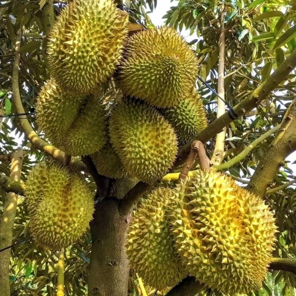sầu ri&ecirc;ng đậu tr&aacute;i