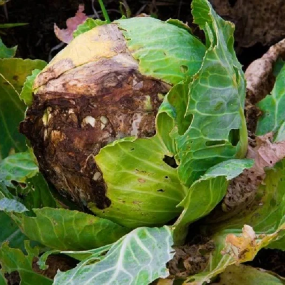 thối nhũn_ bắp cải