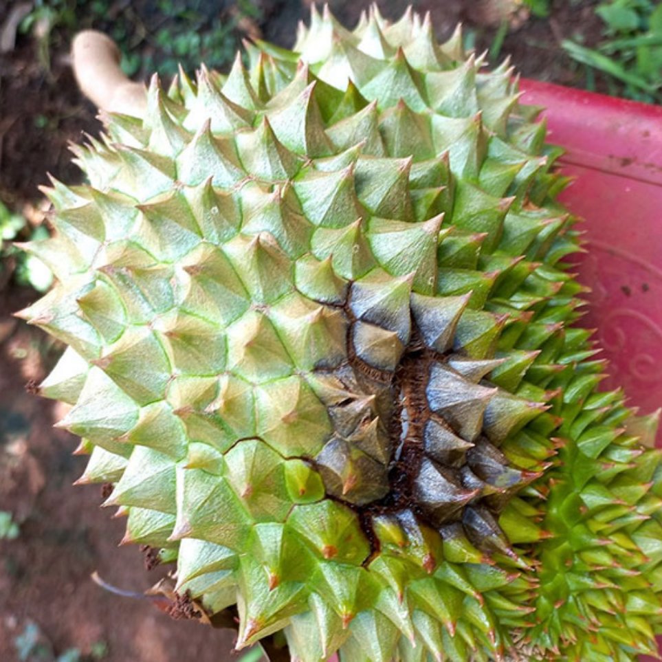 thối tr&aacute;i